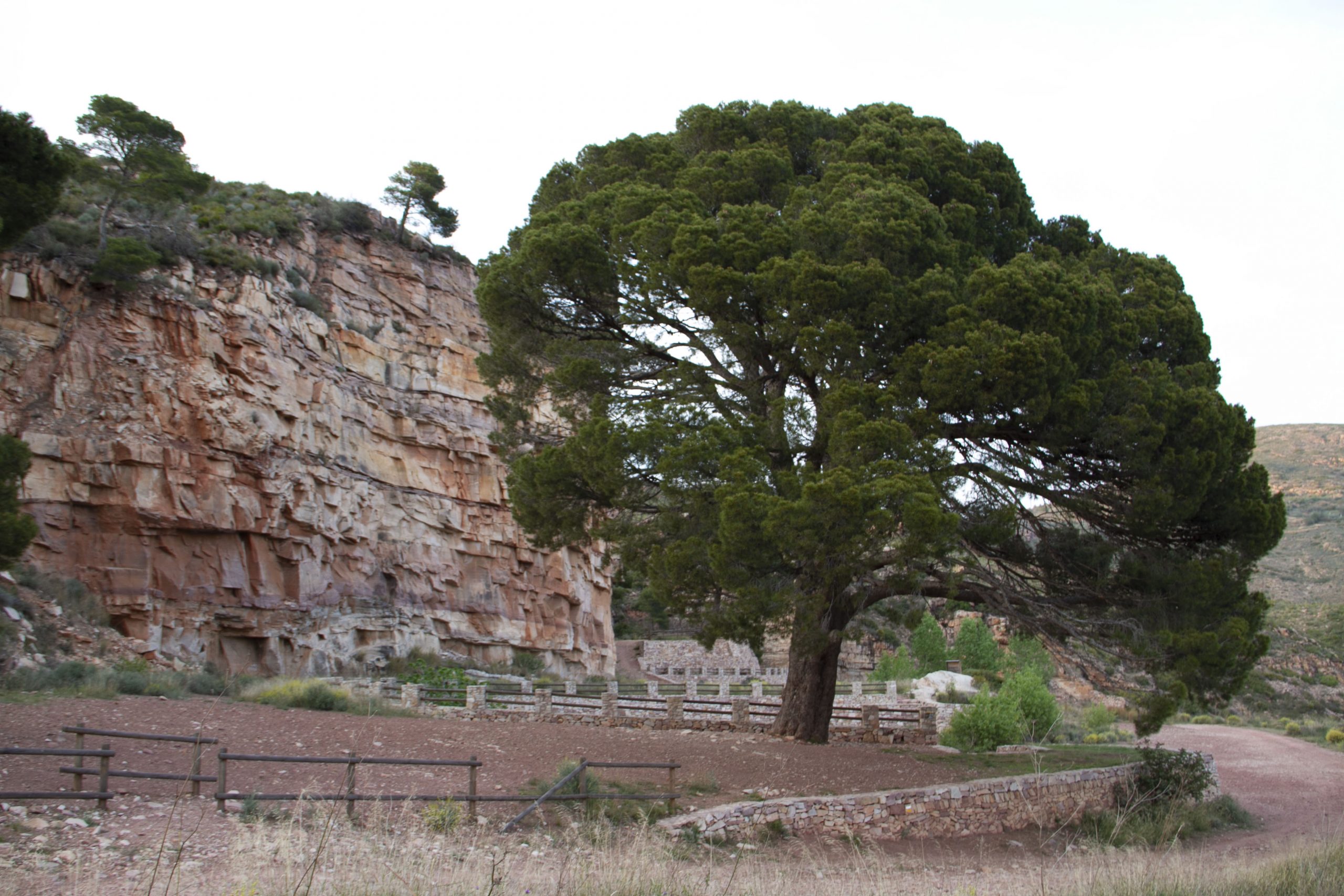 Pi del Salt de Naquera