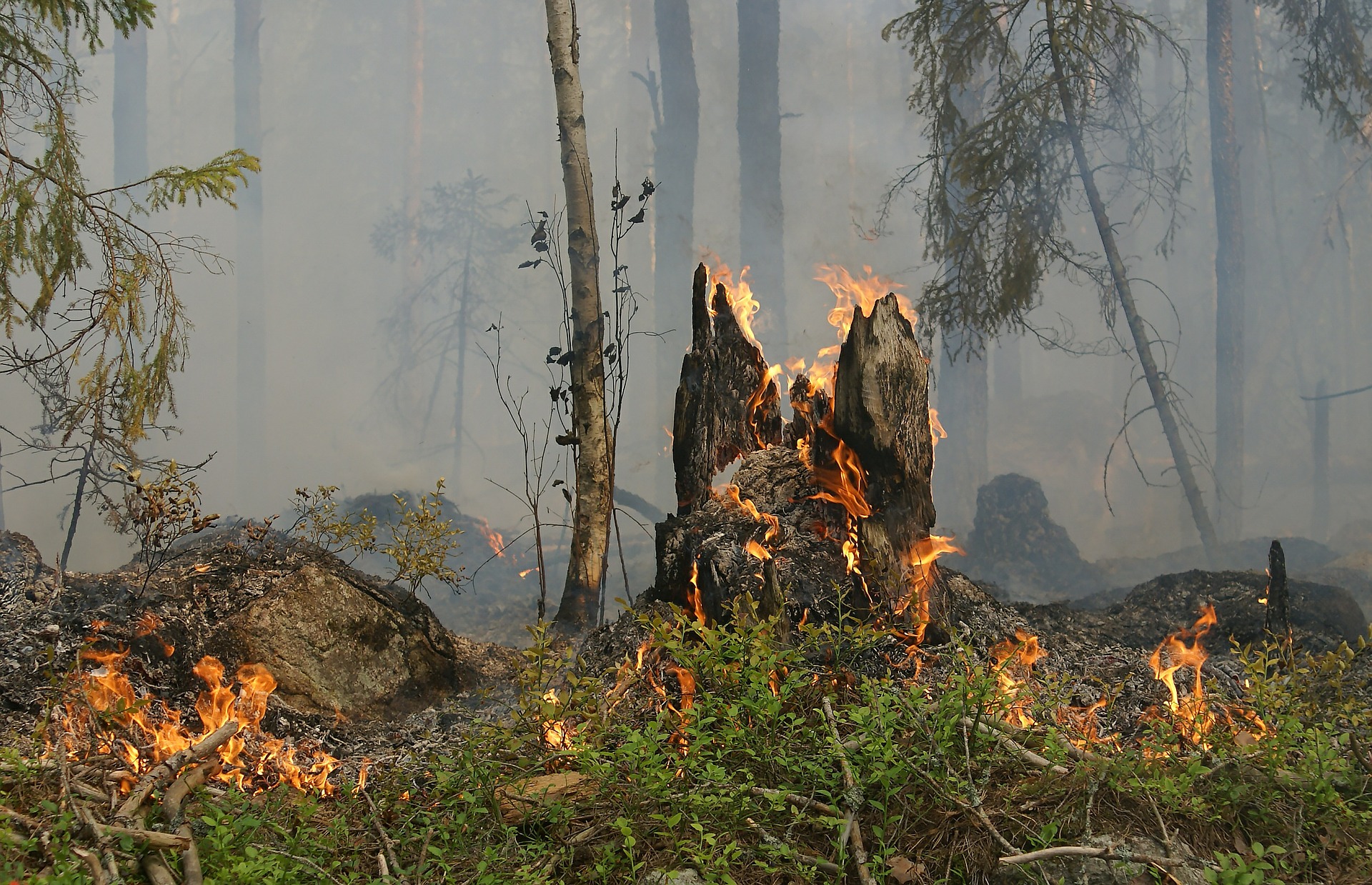 Incendio forestal